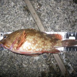 オオモンハタ遠征