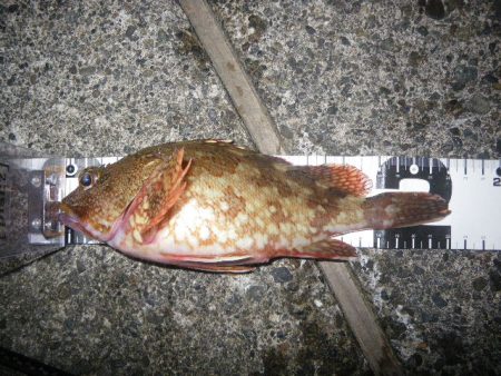 オオモンハタ遠征