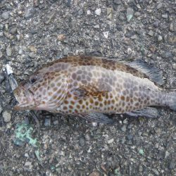 オオモンハタ遠征