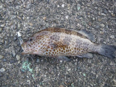 オオモンハタ遠征