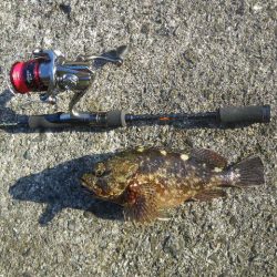 オオモンハタ遠征2