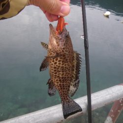 オオモンハタ遠征3