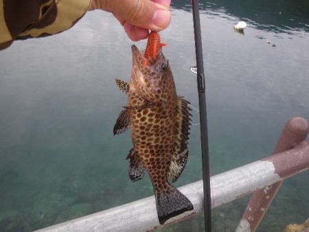 オオモンハタ遠征3