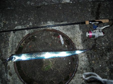 ｻｰﾍﾞﾘﾝｸﾞ