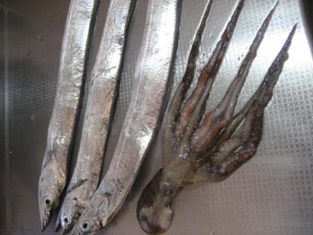 指4本　サイズ上がらず・・・