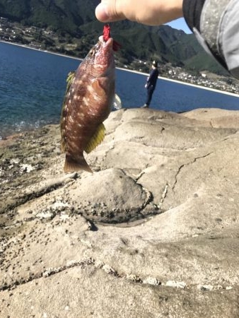 ライトゲーム好調