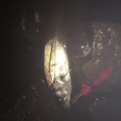 今年初タケノコメバル