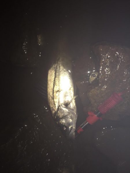 今年初タケノコメバル