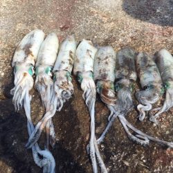 アオリイカ大漁9杯