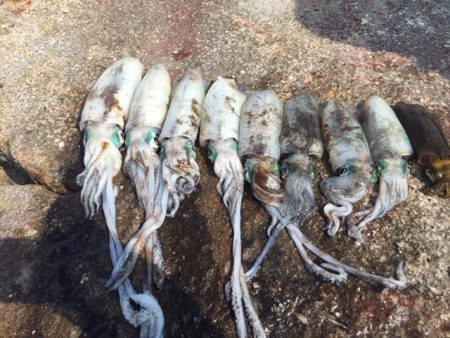 アオリイカ大漁9杯