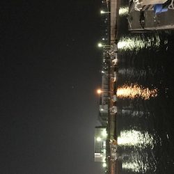 風風風＝シーバス。