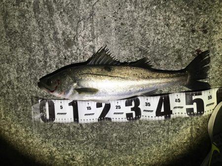 シーバスおるよ。