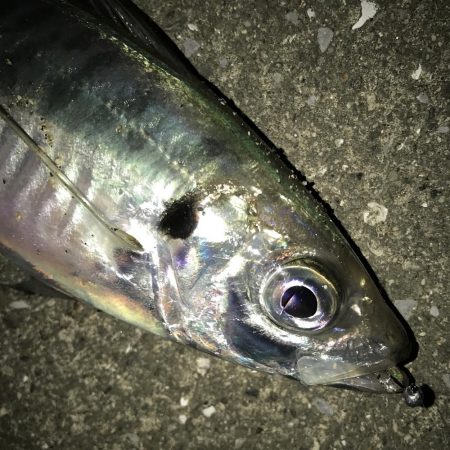 アジ良型連発！