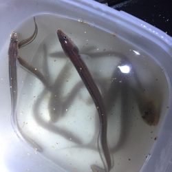 ハゼ、アナゴ釣り