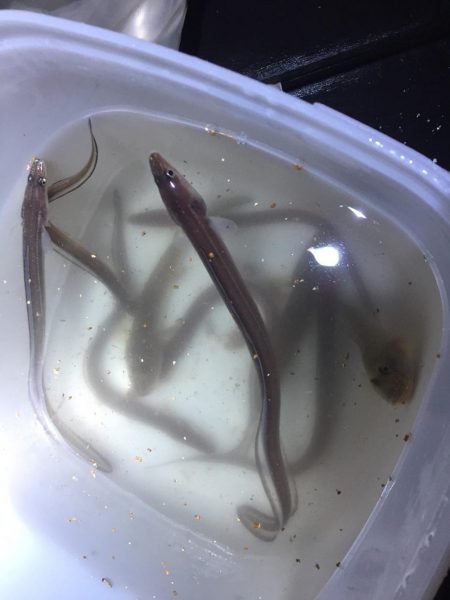 ハゼ、アナゴ釣り