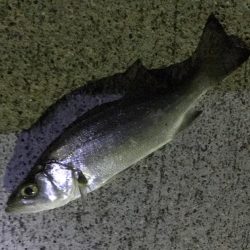 夜練から朝練！