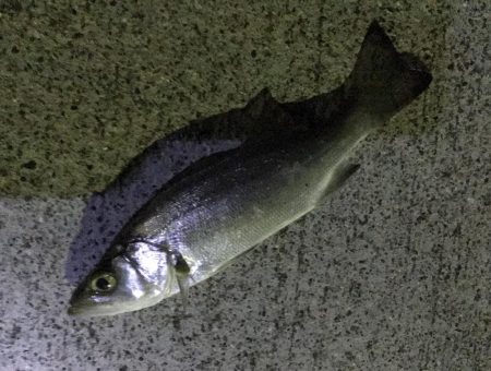 夜練から朝練！