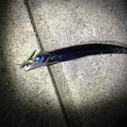 ワインド太刀魚