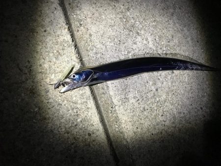 ワインド太刀魚