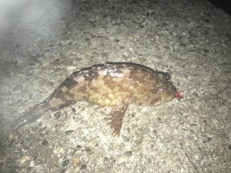 強風と濁りの中、攻略成功♫