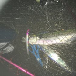 青物ハンティング♫