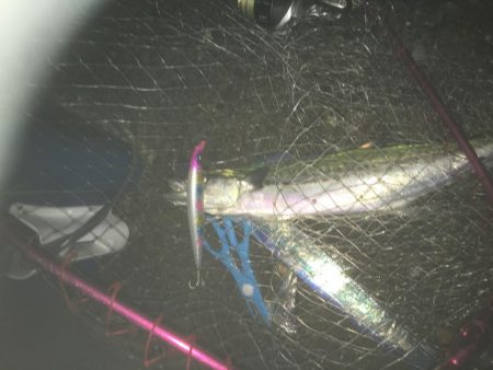 青物ハンティング♫