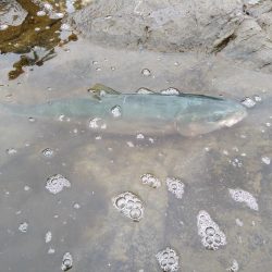 ショアプラッキング