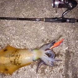 秋イカのサイズも成長してきた感じ