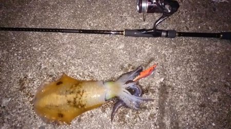 秋イカのサイズも成長してきた感じ