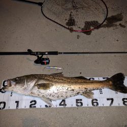 初ランカーゲット