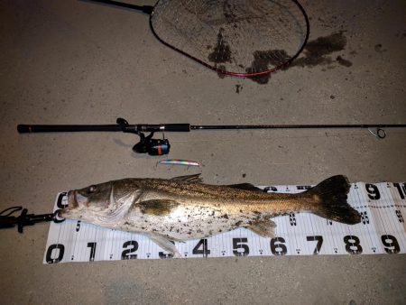 初ランカーゲット