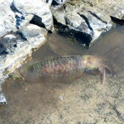 アオリイカ調査