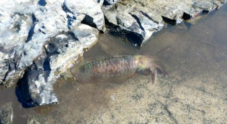 アオリイカ調査