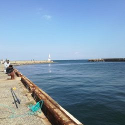 餌なしサビキでサッパ釣り