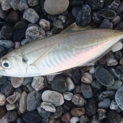 サーフショアジギング