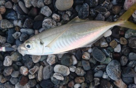 サーフショアジギング