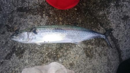 ハマチにサゴシ