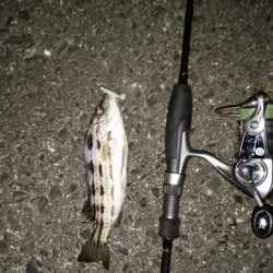 ナイトアジ＆デイマゴチ