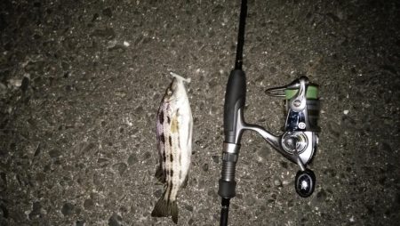 ナイトアジ＆デイマゴチ