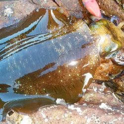 小規模磯場にて