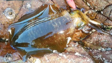 小規模磯場にて