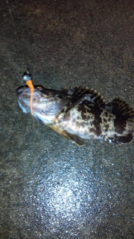 タチウオ＆アジング