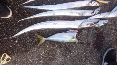 タチウオ釣果