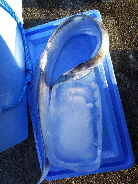 ホクシン前にてメジロ