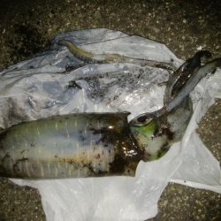 ナイトエギング