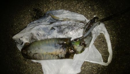 ナイトエギング