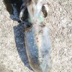 連日釣行最終日