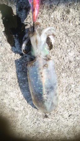 連日釣行最終日