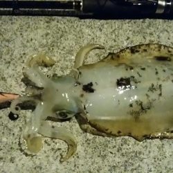 爆風のなかでエギング