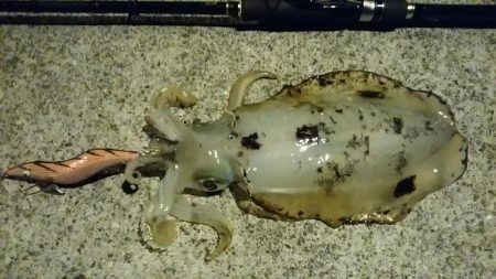 爆風のなかでエギング